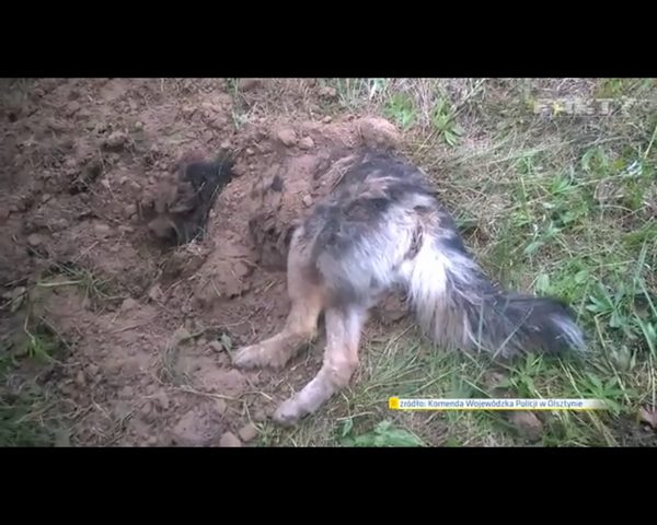 Bary - pies zakopany żywcem - znajdzie dom w domu policjanta Bary - pies zakopany żywcem - znajdzie dom w domu policjanta
