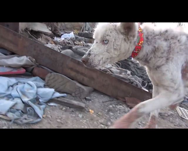 Łzy same napływają do oczu - oto historia bezdomnego psa