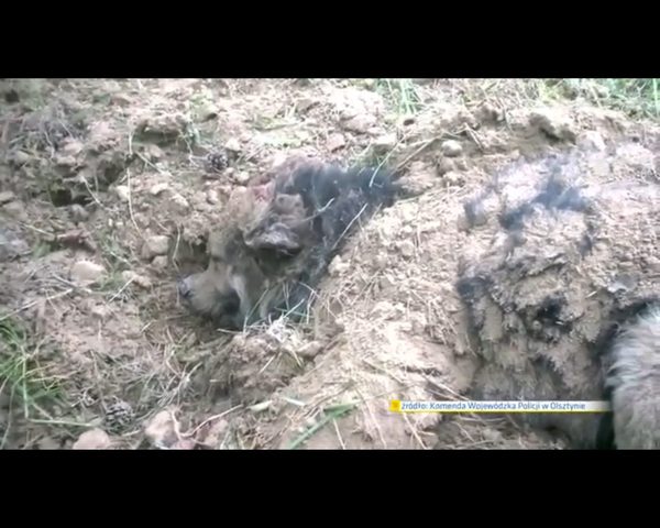 Bary - pies zakopany żywcem - znajdzie dom w domu policjanta Bary - pies zakopany żywcem - znajdzie dom w domu policjanta