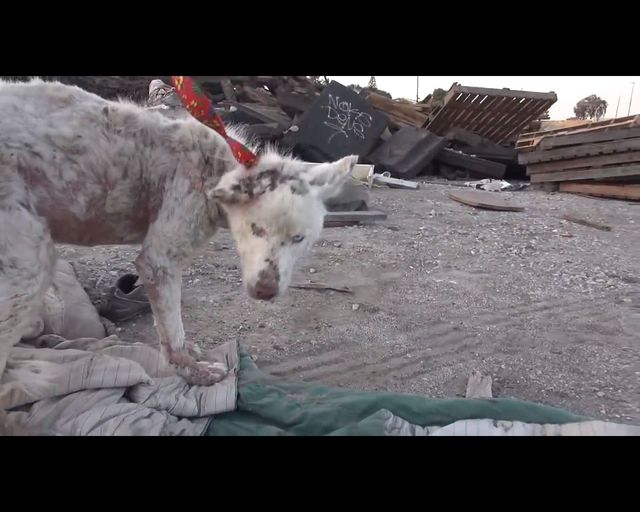 Łzy same napływają do oczu - oto historia bezdomnego psa