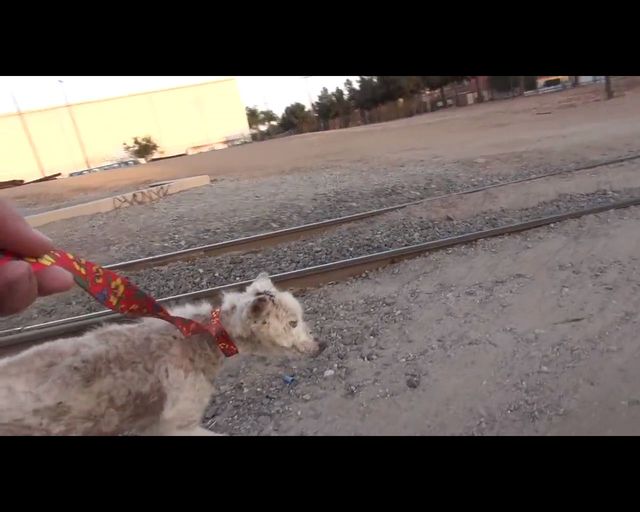 Łzy same napływają do oczu - oto historia bezdomnego psa