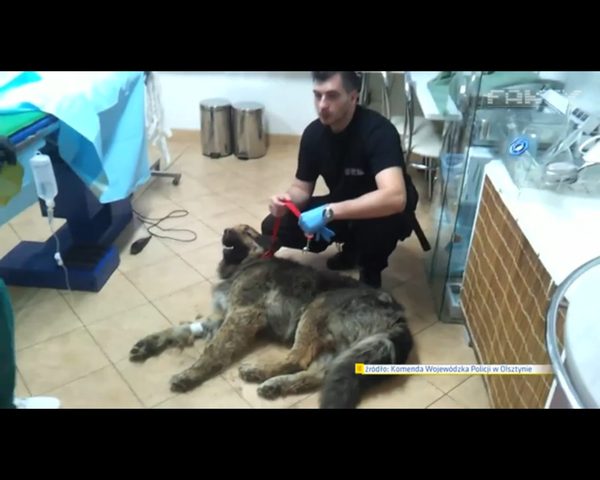 Bary - pies zakopany żywcem - znajdzie dom w domu policjanta Bary - pies zakopany żywcem - znajdzie dom w domu policjanta