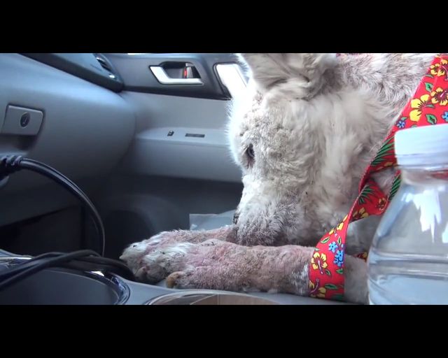 Łzy same napływają do oczu - oto historia bezdomnego psa