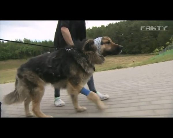 Bary - pies zakopany żywcem - znajdzie dom w domu policjanta Bary - pies zakopany żywcem - znajdzie dom w domu policjanta