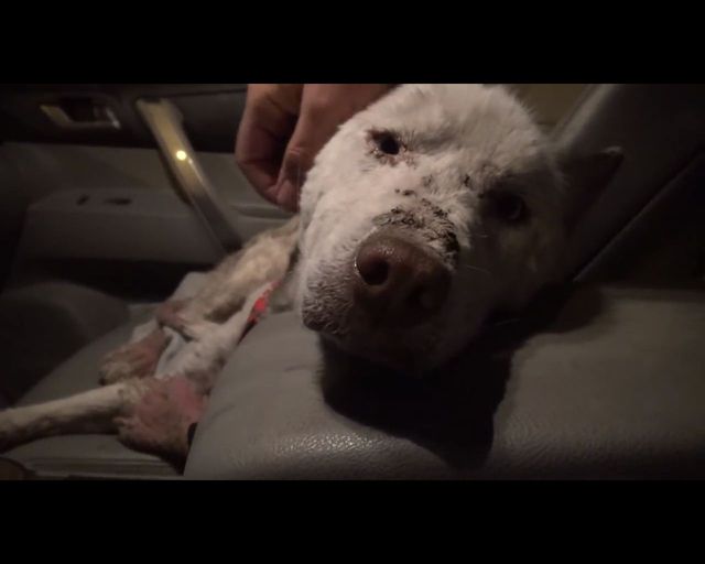 Łzy same napływają do oczu - oto historia bezdomnego psa