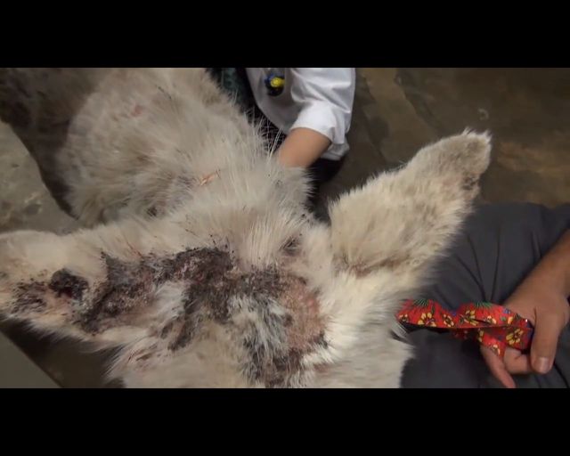 Łzy same napływają do oczu - oto historia bezdomnego psa