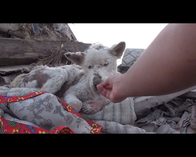 Łzy same napływają do oczu - oto historia bezdomnego psa