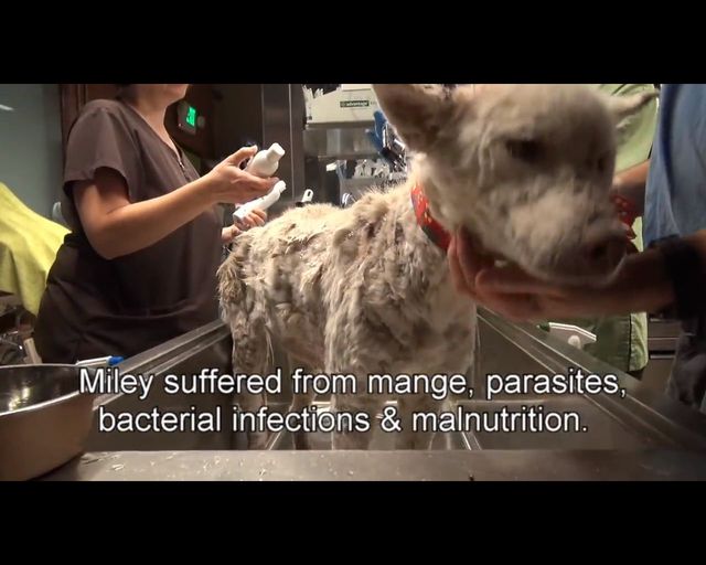 Łzy same napływają do oczu - oto historia bezdomnego psa