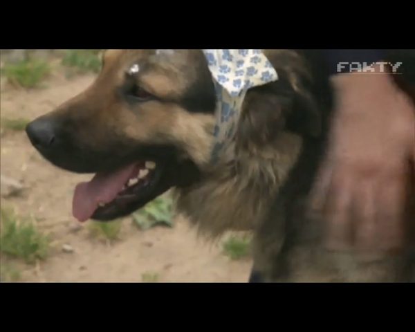 Bary - pies zakopany żywcem - znajdzie dom w domu policjanta Bary - pies zakopany żywcem - znajdzie dom w domu policjanta