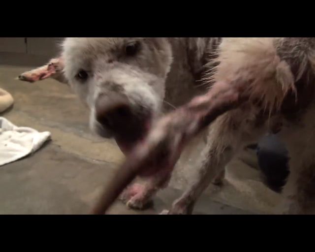 Łzy same napływają do oczu - oto historia bezdomnego psa