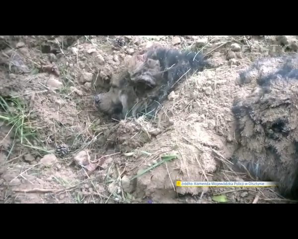 Bary - pies zakopany żywcem - znajdzie dom w domu policjanta