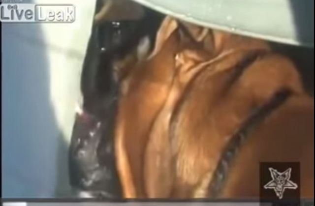 Ten pies zginął z przegrzania w samochodzie (VIDEO)