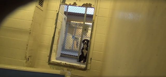 Ten pies uświadomił sobie właśnie, że opuszcza schronisko