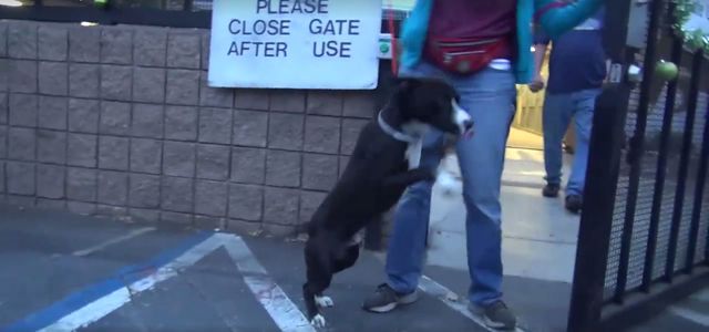 Ten pies uświadomił sobie właśnie, że opuszcza schronisko