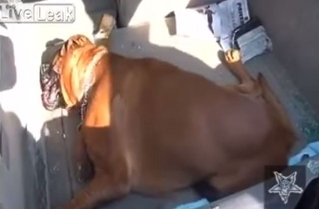 Ten pies zginął z przegrzania w samochodzie (VIDEO)