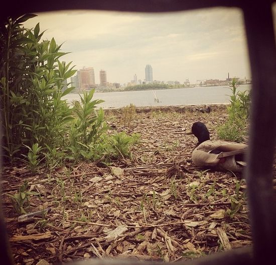 Co Anna Przybylska mówiła obrazkami? (FOTO)