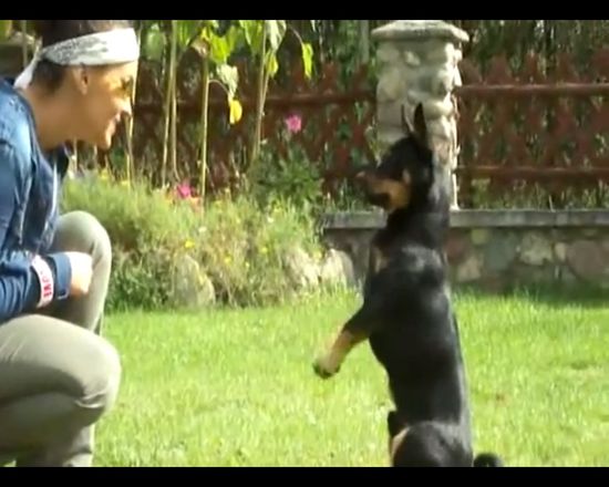 Zobaczcie, jak Sara May wyszkoliła swojego psa! VIDEO