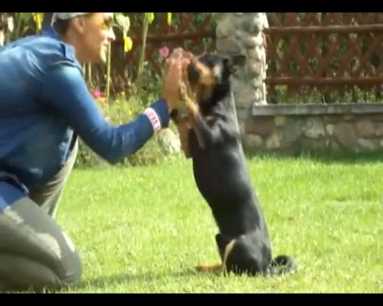 Zobaczcie, jak Sara May wyszkoliła swojego psa! VIDEO