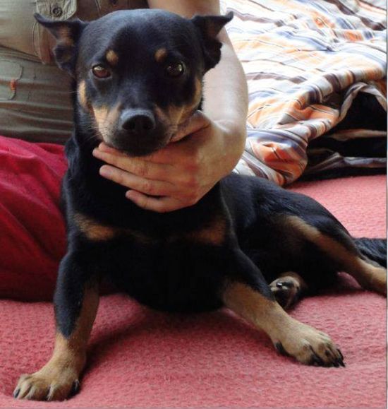 Zobaczcie, jak Sara May wyszkoliła swojego psa! VIDEO