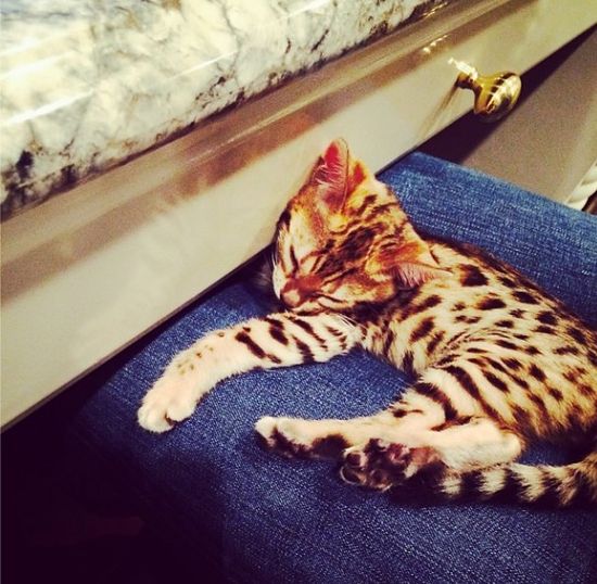 Kourtney Kardashian ma kota za 25 000 dolarów! (FOTO)  