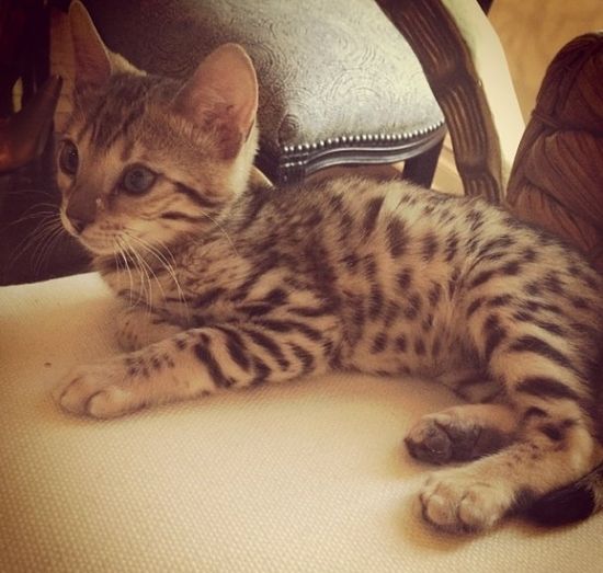 Kourtney Kardashian ma kota za 25 000 dolarów! (FOTO)  