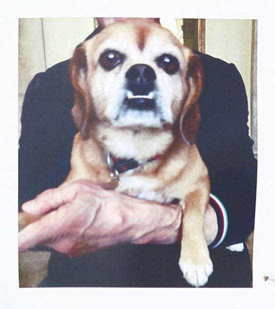 Sylvester Stallone zgubił psa Sylvester Stallone zgubił psa