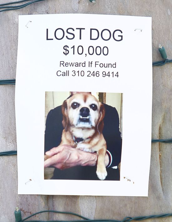 Sylvester Stallone zgubił psa Sylvester Stallone zgubił psa