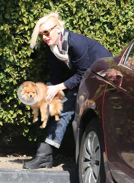 Gwen, Gavin, Zuma, Kingston i paparazzi... (FOTO)