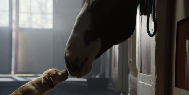 Te reklamy zobaczymy na Super Bowl (VIDEO)