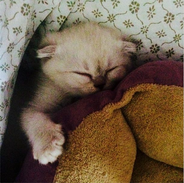 Co powiecie na Taylor Swift bez makijażu? (FOTO)