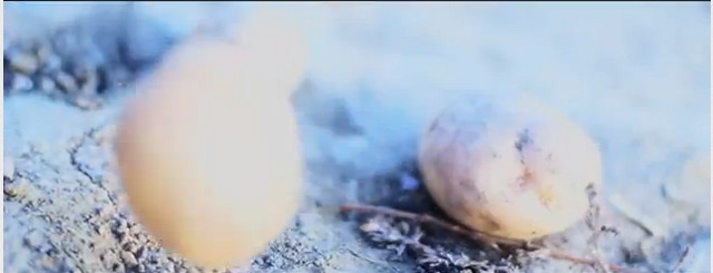 Tede rapuje w polu z flagą w dłoni