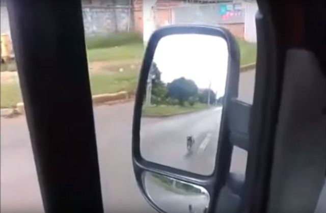 Historia tego psa wyciska łzy (VIDEO)