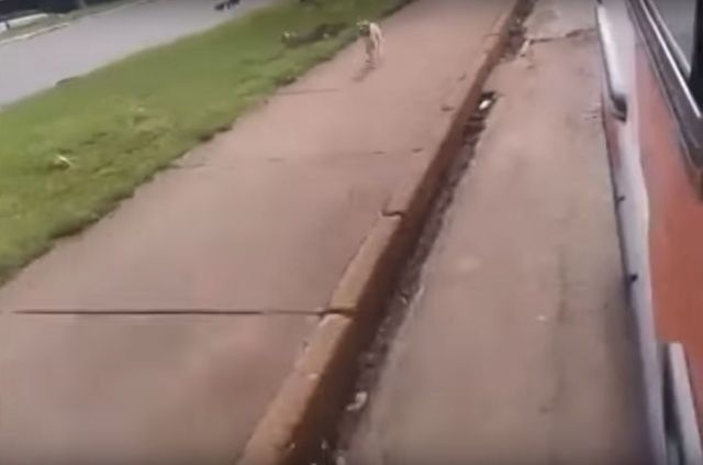 Historia tego psa wyciska łzy (VIDEO)