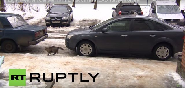 Ten kot uratował noworodka przed śmiercią (VIDEO) Ten kot uratował noworodka przed śmiercią (VIDEO)