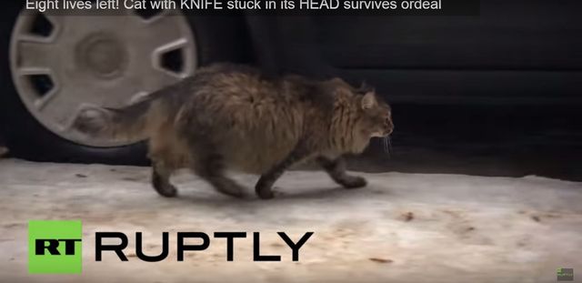 Ten kot uratował noworodka przed śmiercią (VIDEO) Ten kot uratował noworodka przed śmiercią (VIDEO)