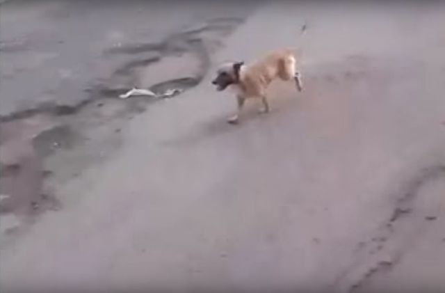 Historia tego psa wyciska łzy (VIDEO)