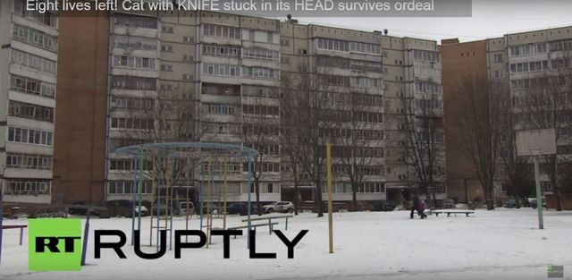 Ten kot uratował noworodka przed śmiercią (VIDEO) Ten kot uratował noworodka przed śmiercią (VIDEO)