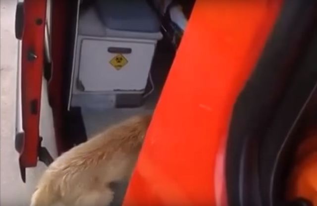 Historia tego psa wyciska łzy (VIDEO)