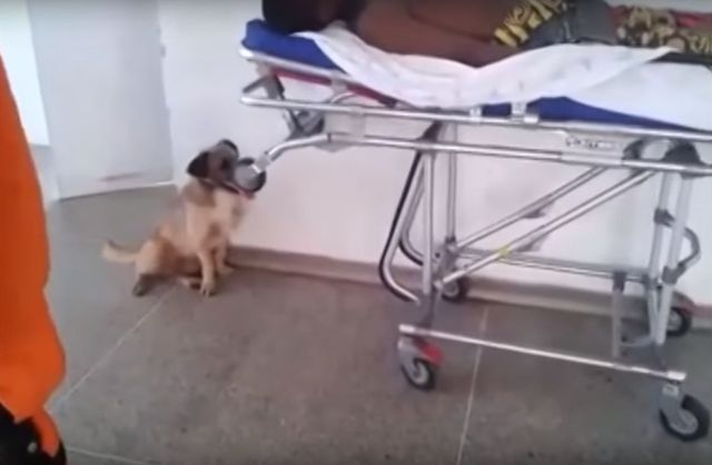 Historia tego psa wyciska łzy (VIDEO)