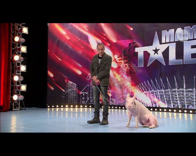 Kupa świnki gwoździem (do trumny?) Mam Talent!? (FOTO)