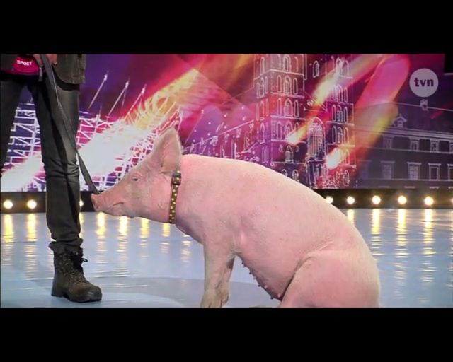 Kupa świnki gwoździem (do trumny?) Mam Talent!? (FOTO)