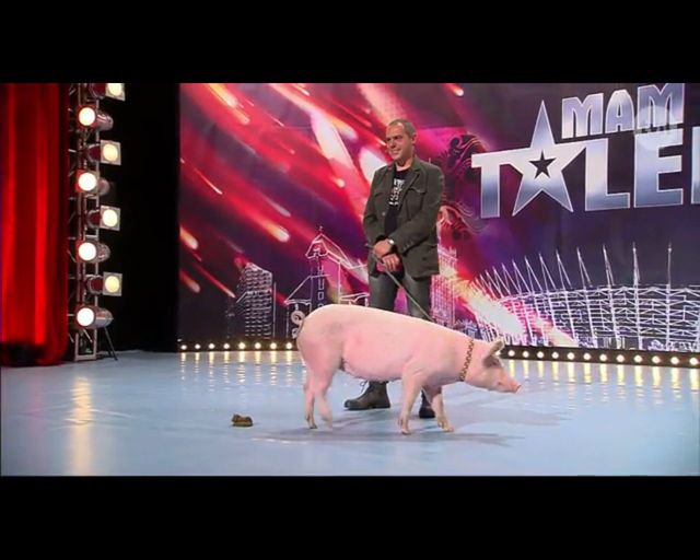 Kupa świnki gwoździem (do trumny?) Mam Talent!? (FOTO)