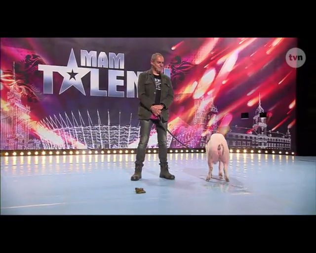 Kupa świnki gwoździem (do trumny?) Mam Talent!? (FOTO)
