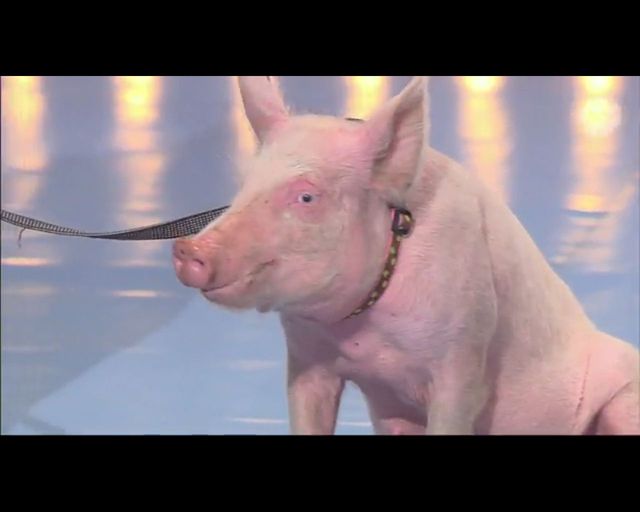 Kupa świnki gwoździem (do trumny?) Mam Talent!? (FOTO)