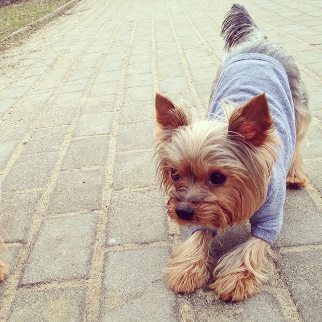 Psy Wolińskiego noszą ciuchy od Barka Jacobsa (FOTO) Psy Wolińskiego noszą ciuchy od Barka Jacobsa (FOTO)