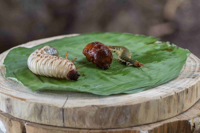 Wygląda smacznie? Zobacz, jak uczestnicy Wyspy Przetrwania jedzą robaki