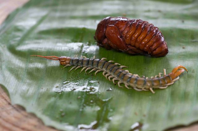 Wygląda smacznie? Zobacz, jak uczestnicy Wyspy Przetrwania jedzą robaki