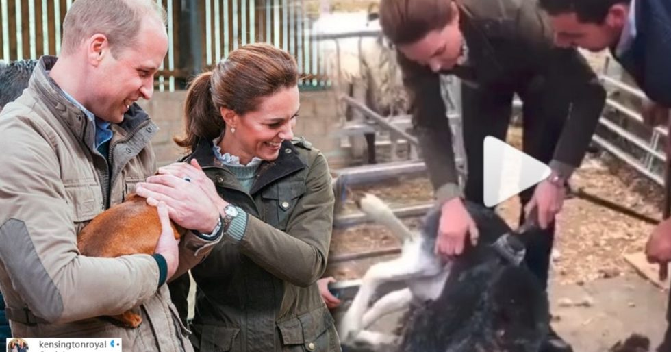 William i Kate strzygą owce na farmie (WIDEO) – po kryzysie ani śladu? Już dawno nie widzieliśmy ich tak wesołych! William i Kate strzygą owce na farmie (WIDEO) – po kryzysie ani śladu? Już dawno nie widzieliśmy ich tak wesołych!