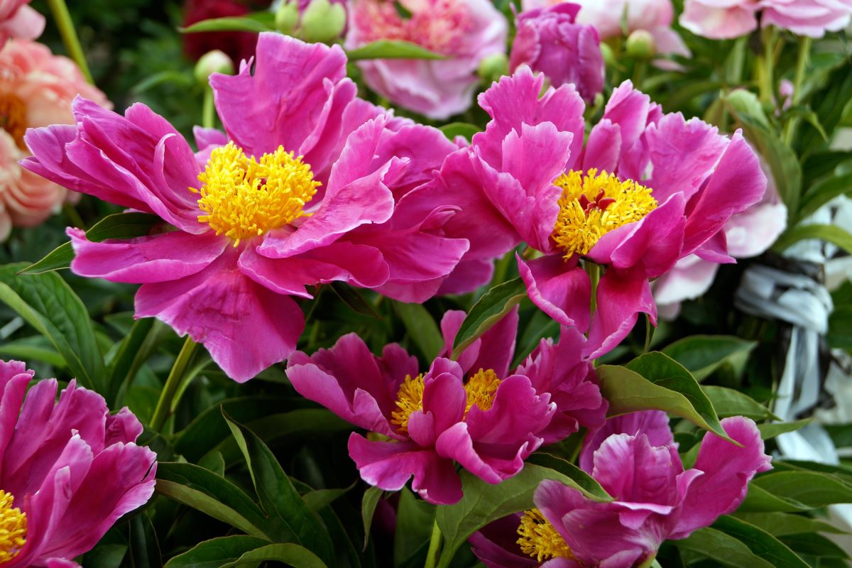 Najlepsze sadzonki kwiatów na wiosnę – co warto posadzić w ogrodzie?