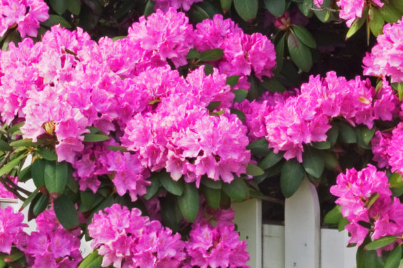 Fryzura inspirowana… kwiatami różanecznika? Jest PIĘKNA! (FOTO)